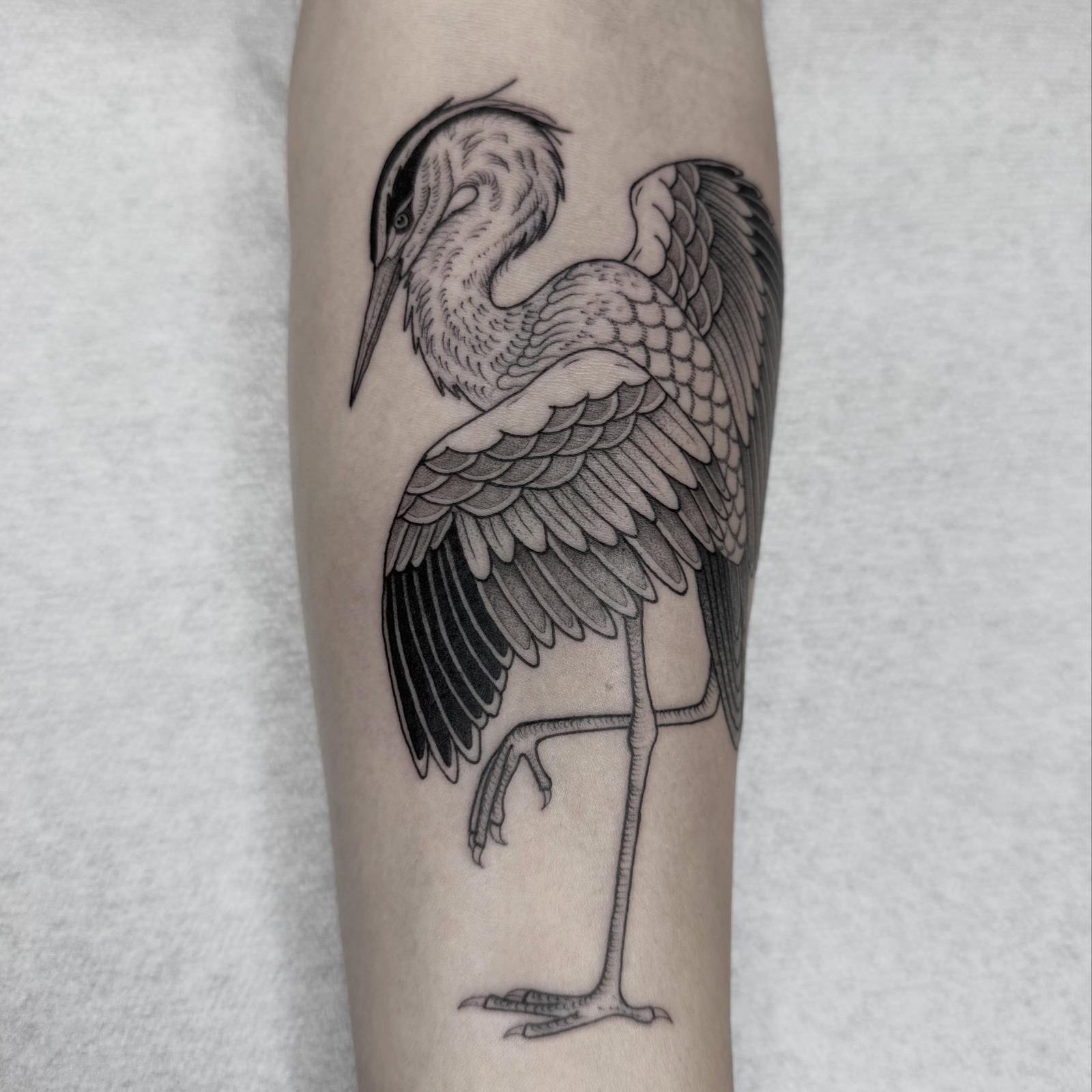 Héron blackwork sur l'avant-bras